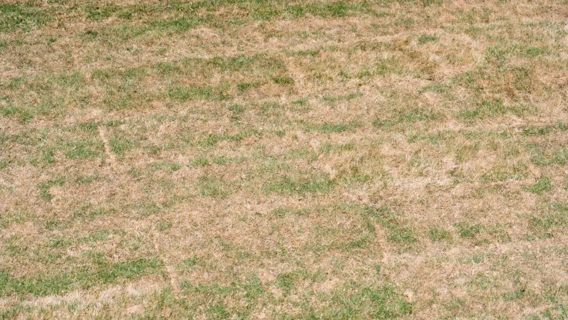 Bermuda And Zoysia Should Skip Fall Feeding Bermuda And Zoysia Should Skip Fall Feeding