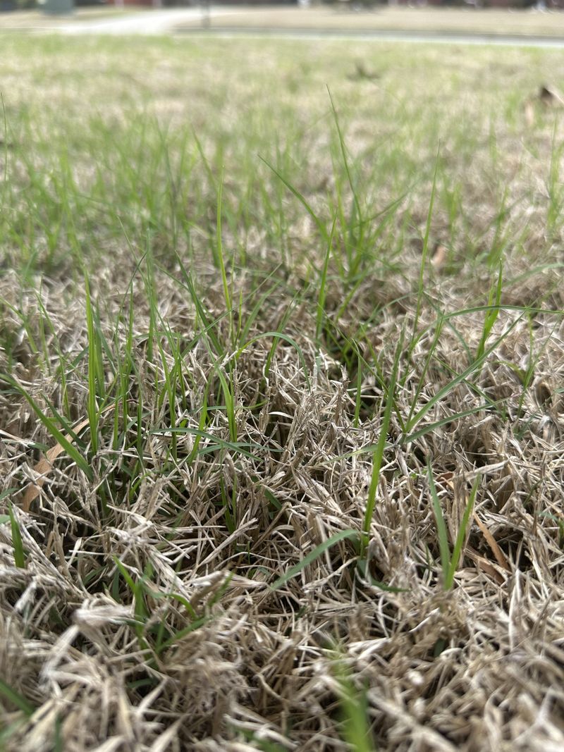 Bermudagrass Has Less Time To Establish Before Winter Arrives
