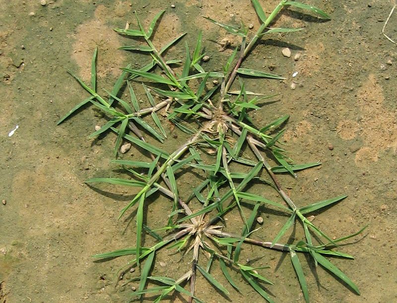 Bermudagrass