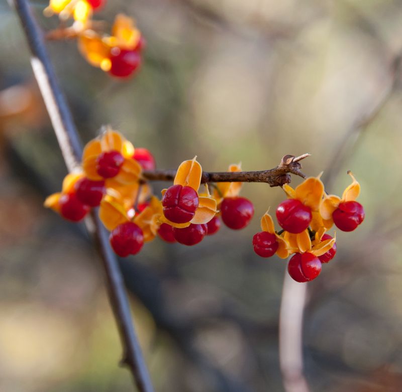 Berries Along The Stems Point To The Invasive Type