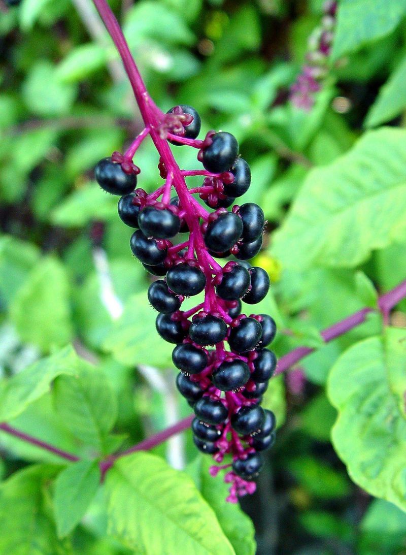 Berries Can Tempt Kids And Pets Berries Can Tempt Kids And Pets