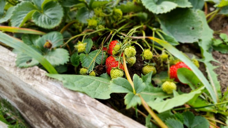 Berries From April Into Early Summer