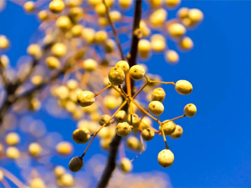 Berries From Invasive Trees And Shrubs Berries From Invasive Trees And Shrubs