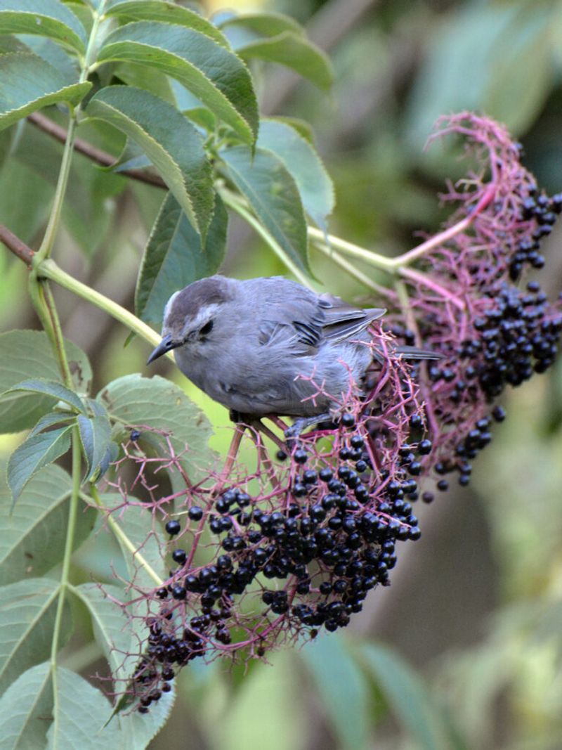 Berries Make Up Much Of Its Winter Diet Berries Make Up Much Of Its Winter Diet