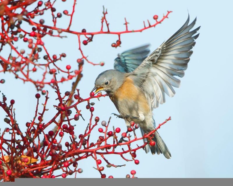 Berries Replace Insects On The Menu
