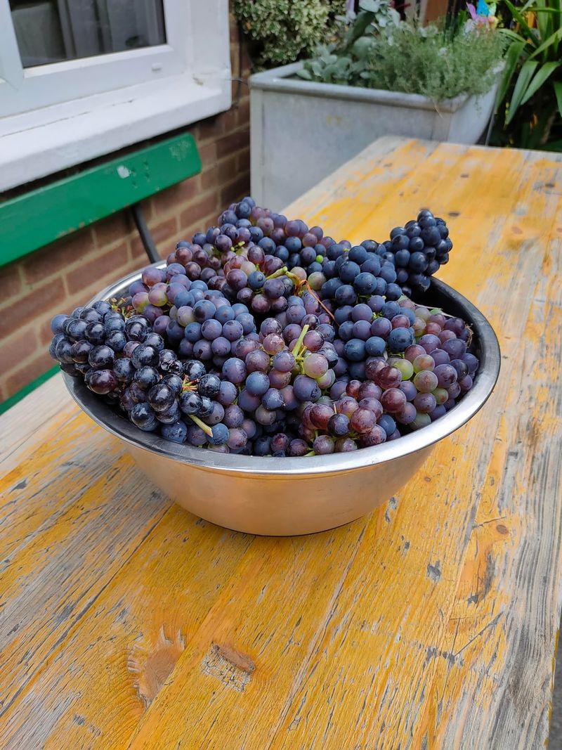 Berries Should Give Slightly Without Turning Mushy