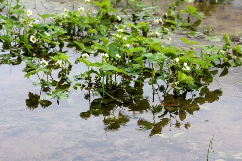 Berries Splashed By Floodwater Aren’t Worth The Risk Berries Splashed By Floodwater Aren’t Worth The Risk