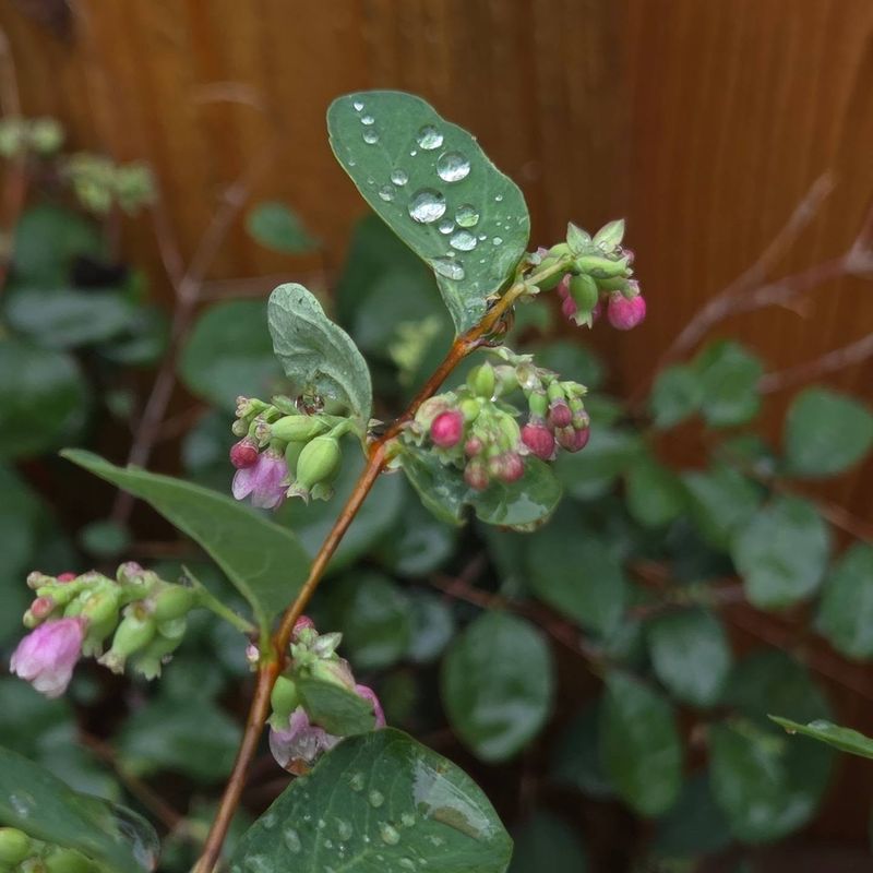 Berries That Last Through Winter