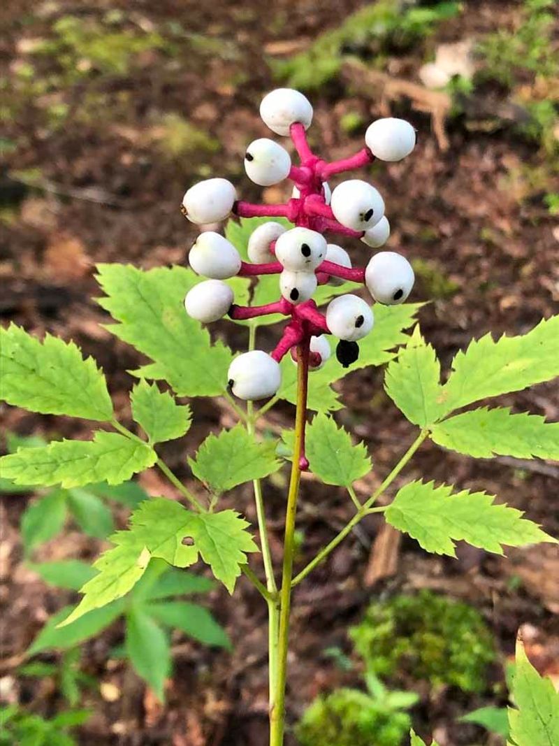 Berries That Look Like Staring Eyes