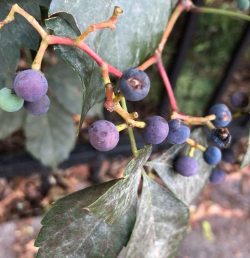 Berry Color Offers Another Clear Clue In Autumn Berry Color Offers Another Clear Clue In Autumn