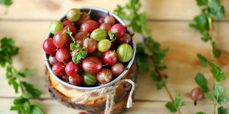 Berry Quality Varies By Species