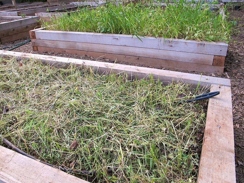 Best Cover Crop Choices For North Carolina Raised Beds Best Cover Crop Choices For North Carolina Raised Beds