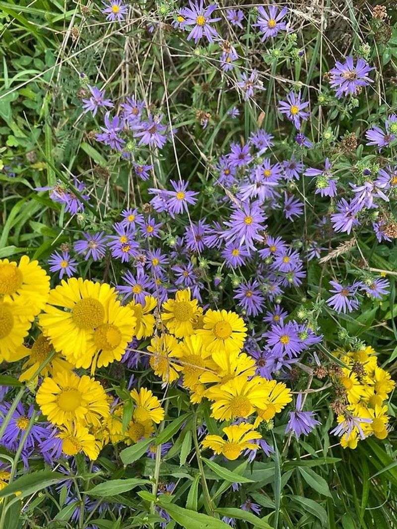 Best Garden Buddies For Sneezeweed