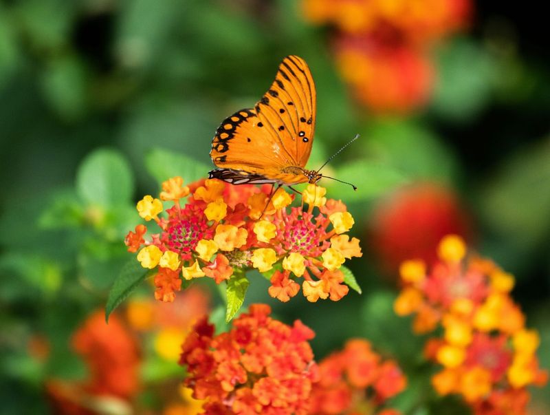 Best Nectar Flowers For Butterfly Lovers Best Nectar Flowers For Butterfly Lovers