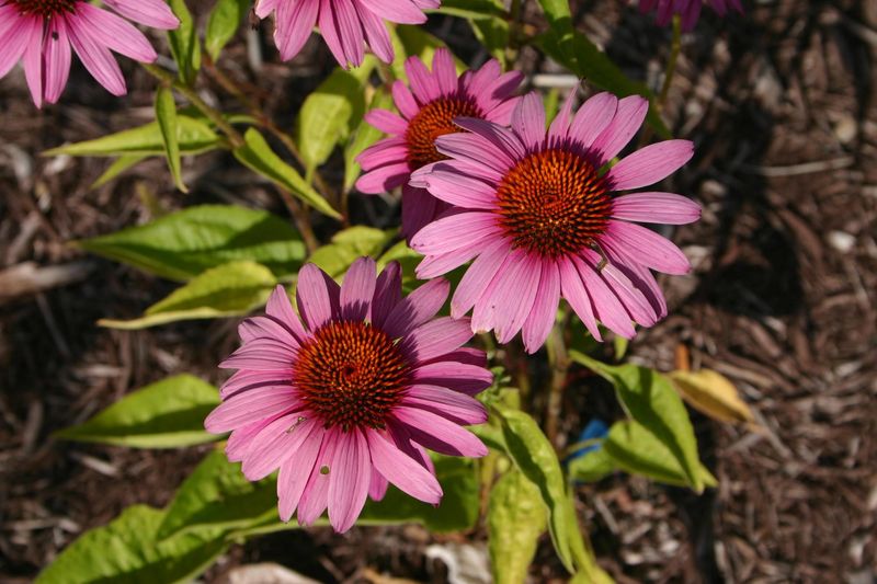Best Perennials To Plant This Fall Best Perennials To Plant This Fall