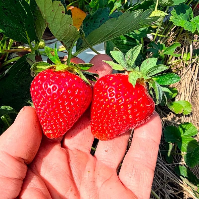 Best Strawberry Varieties Best Strawberry Varieties