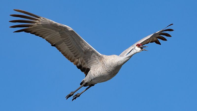 Best Visits From The Goose Pasture Observation Platform
