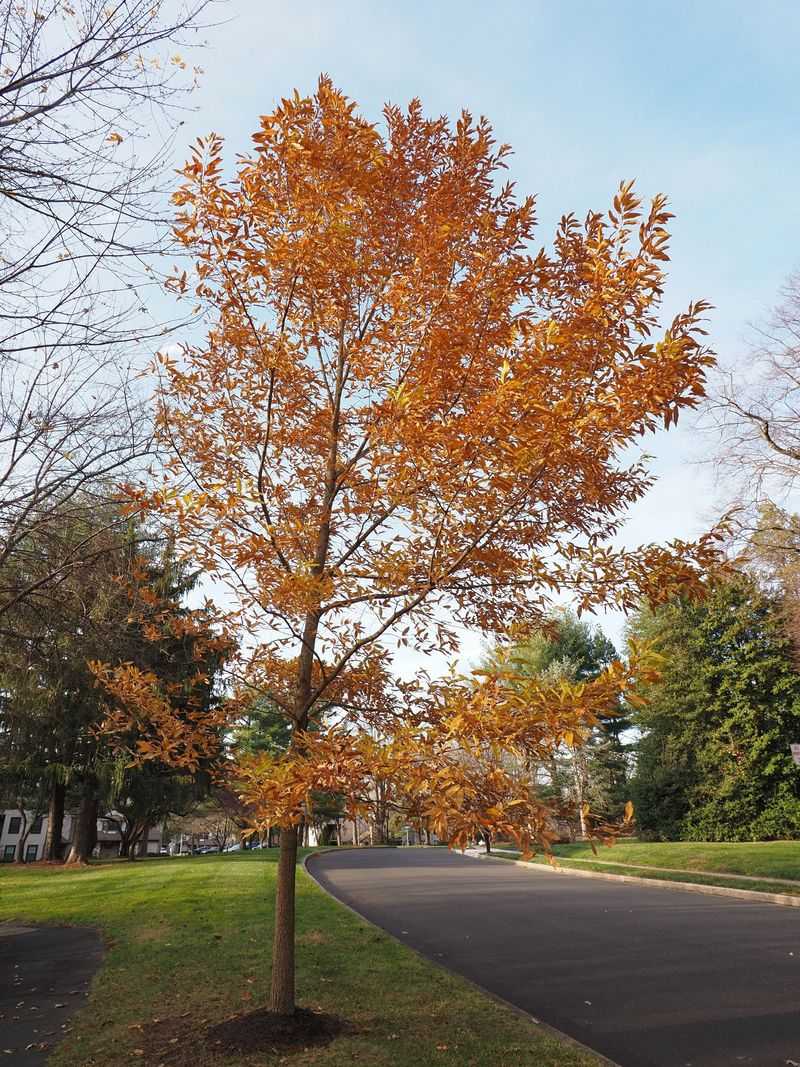 Better Deals And The Chance To See Fall Color