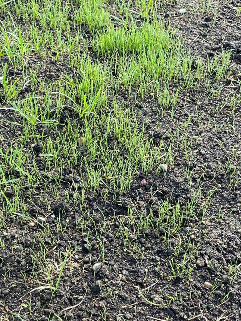 Better Long-Term Options For Stubborn Patches Better Long-Term Options For Stubborn Patches