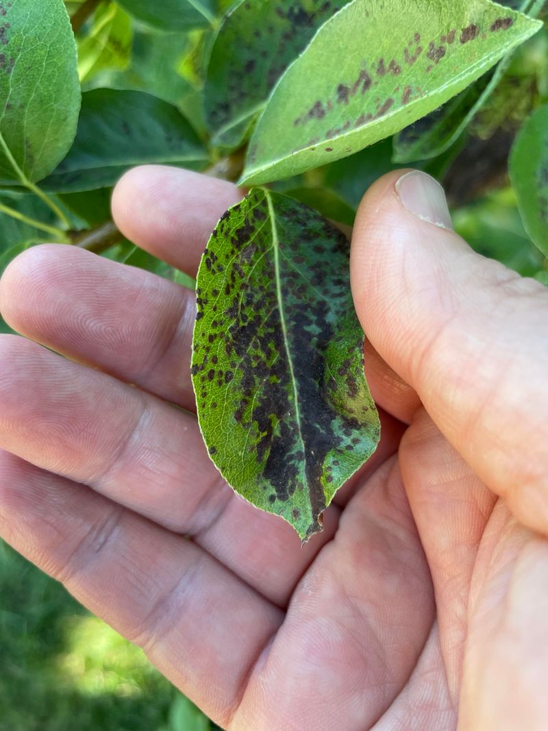 Better Ways To Dispose Of Diseased Leaves