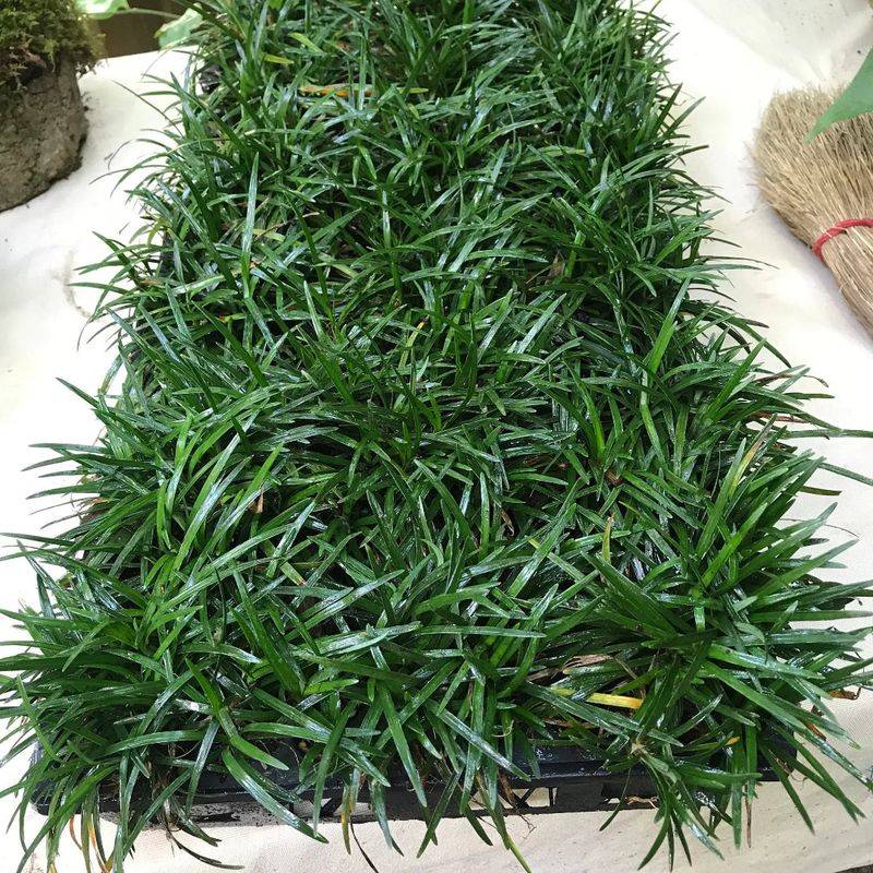 Between Stepping Stones, Dwarf Mondo Grass Fills Narrow Shady Gaps Between Stepping Stones, Dwarf Mondo Grass Fills Narrow Shady Gaps