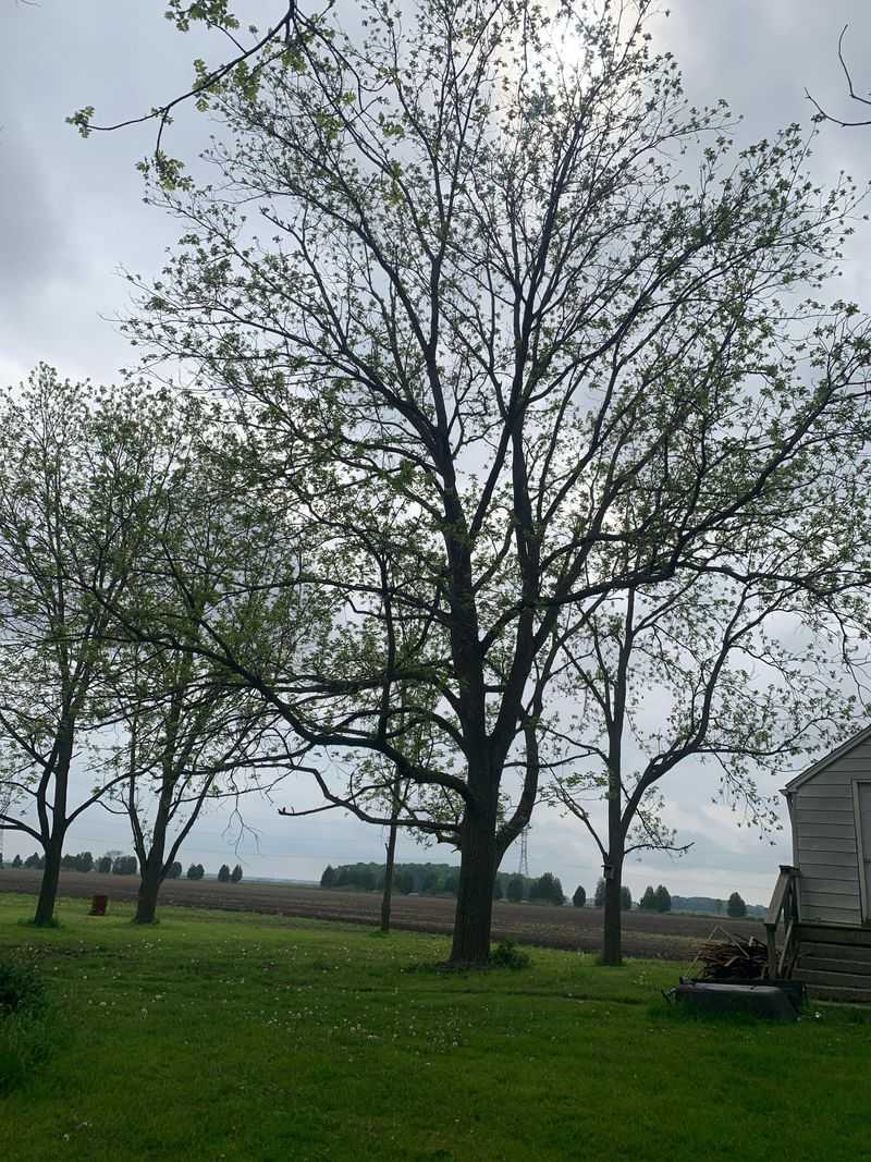 Big Black Walnuts Often Stand Near Old Homesteads Big Black Walnuts Often Stand Near Old Homesteads