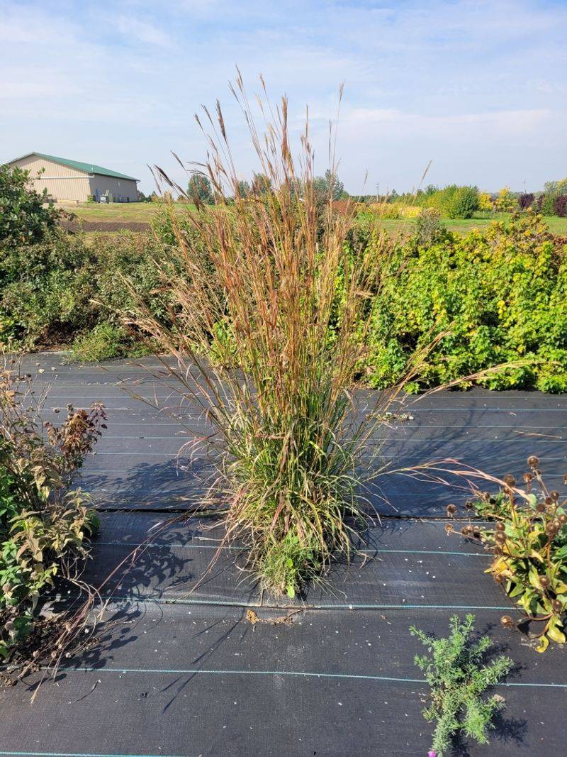 Big Bluestem Makes A Tall Native Swap
