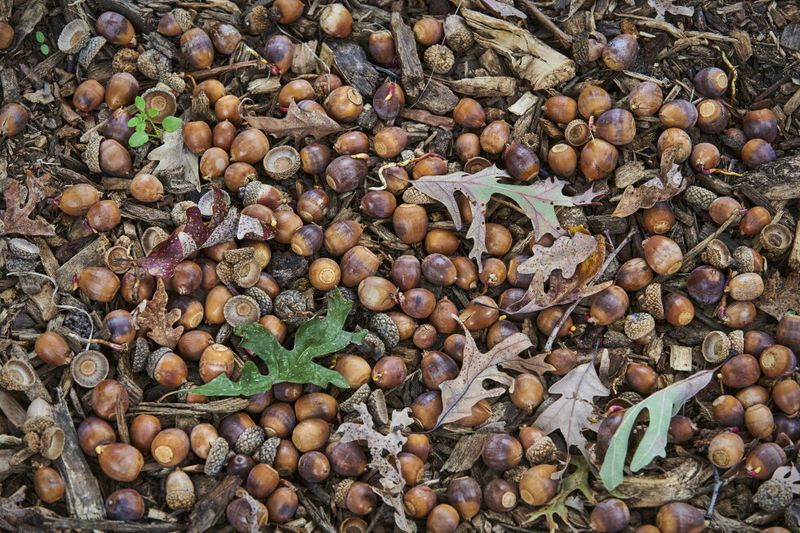 Big Crop Years Follow A Hidden Rhythm
