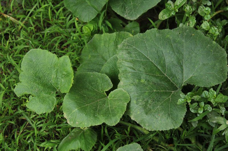 Big Leaves Growing In Sets Of Three Big Leaves Growing In Sets Of Three