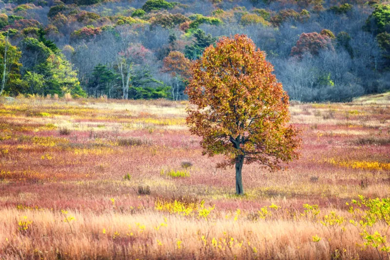Big Meadows Around The Second Week Of October