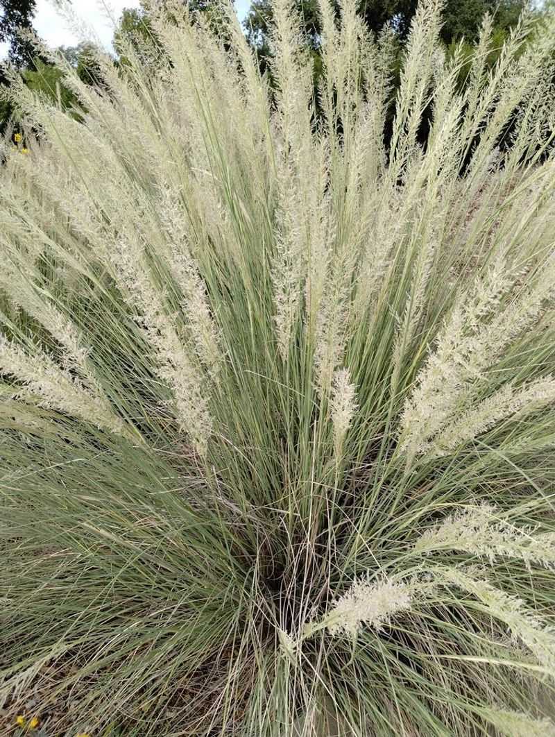 Big Muhly Big Muhly