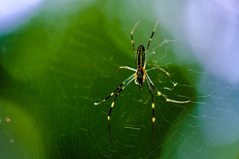 Big October Spiders With A Lot Of Patience Big October Spiders With A Lot Of Patience