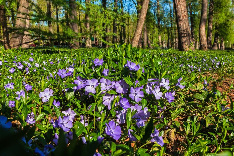 Big Periwinkle Smothers Native Plants