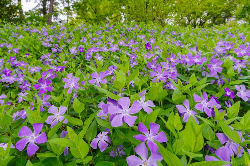 Big Periwinkle Wears Pretty Purple Blue Blooms Big Periwinkle Wears Pretty Purple Blue Blooms