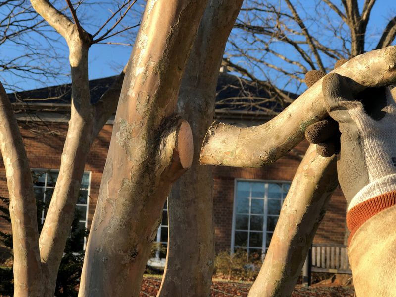 Big Pruning Cuts Invite Disease Big Pruning Cuts Invite Disease