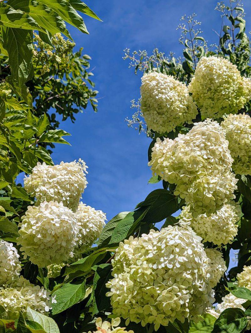 Big Summer Blooms As The Reward