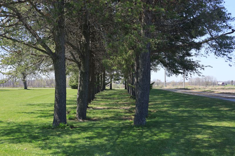 Big Trees In A Straight Line Can Trace An Old Boundary Big Trees In A Straight Line Can Trace An Old Boundary