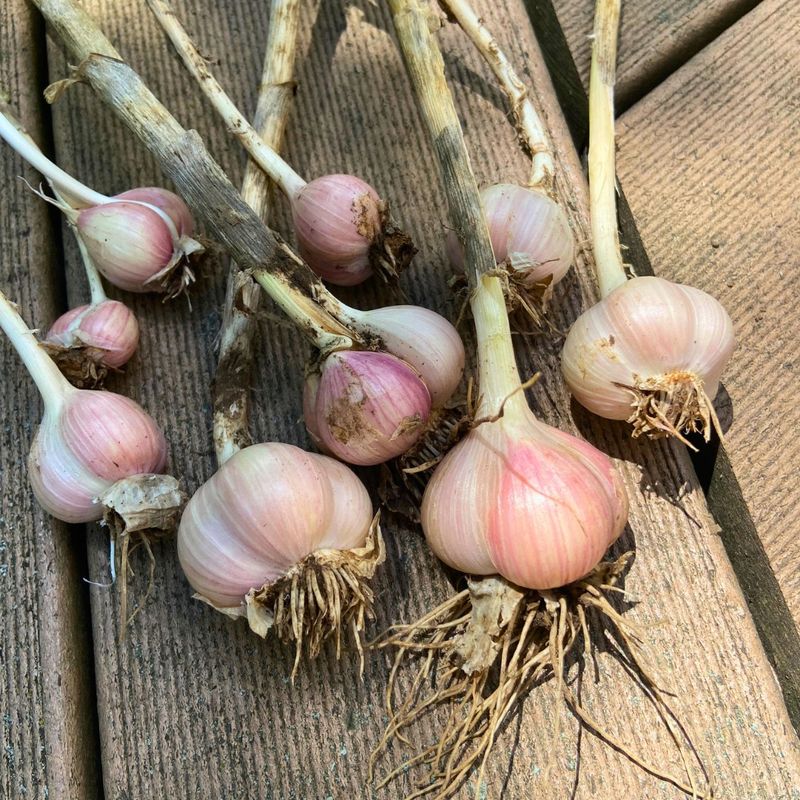 Bigger Cloves Generally Grow Into Bigger Bulbs