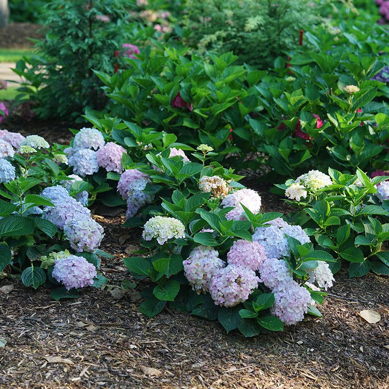 Bigleaf Hydrangea Bigleaf Hydrangea