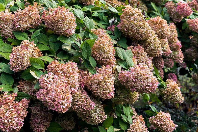 Bigleaf Hydrangea