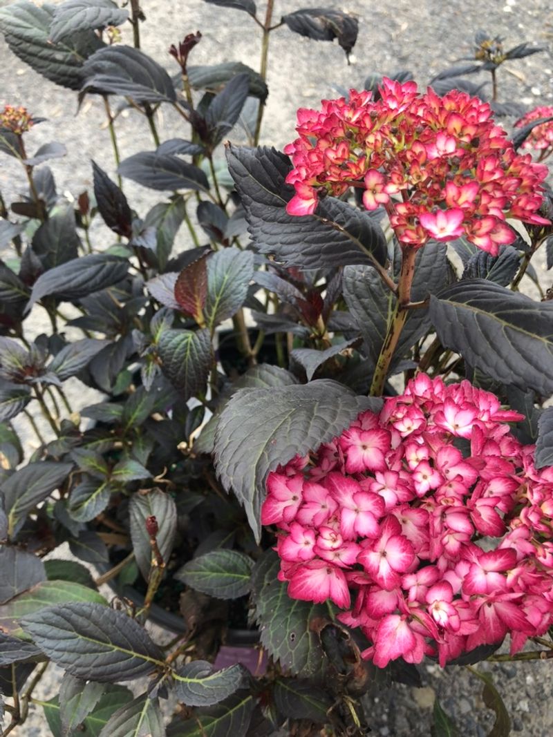 Bigleaf Hydrangeas Hide Next Year's Flowers