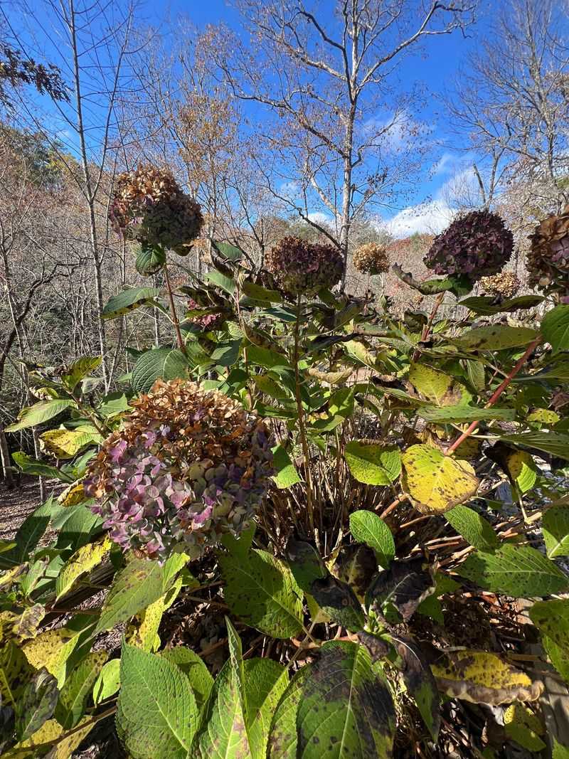 Bigleaf Hydrangeas Holding Next Year’s Flowers Bigleaf Hydrangeas Holding Next Year’s Flowers