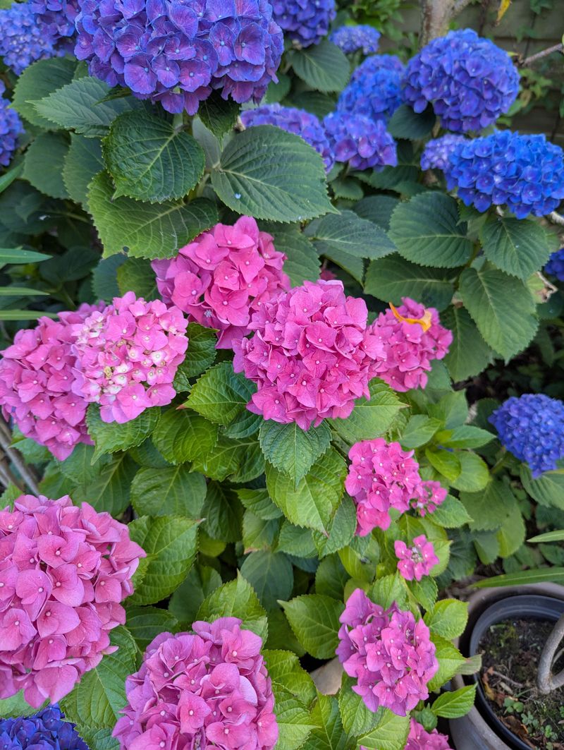 Bigleaf Hydrangeas Should Not Be Cut In Fall