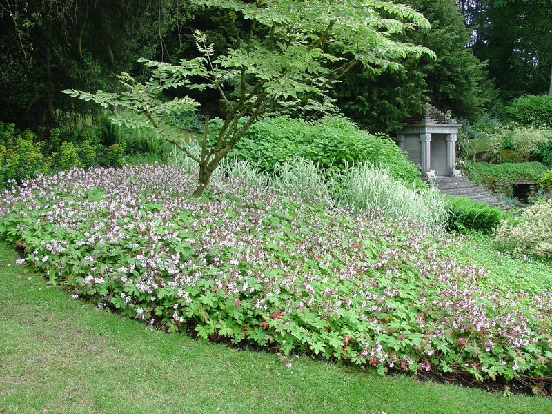 Bigroot Geranium Handles Dry Shade And Deer