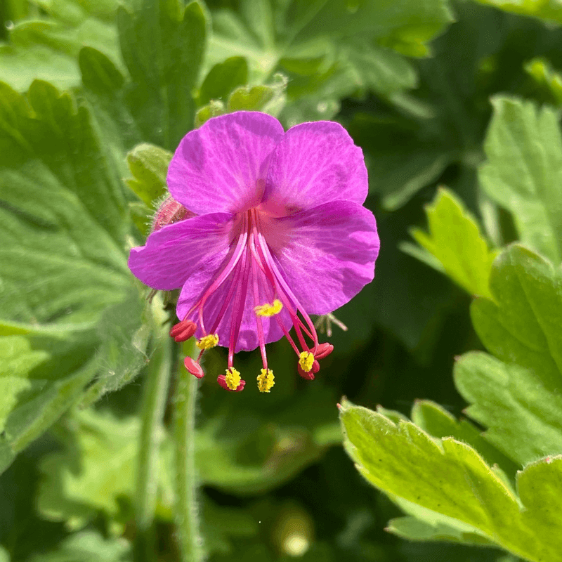 Bigroot Geranium Smothers Weeds In Dry Shade Bigroot Geranium Smothers Weeds In Dry Shade