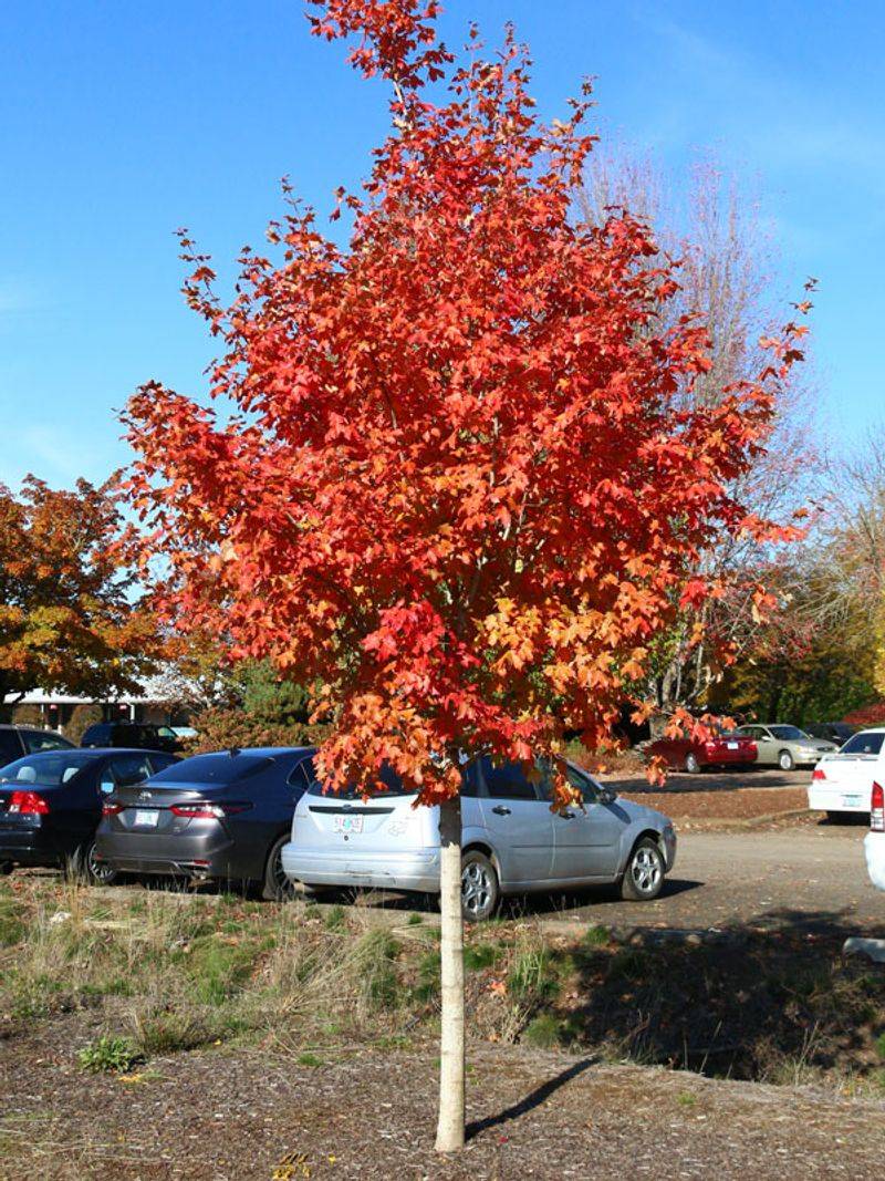 Bigtooth Maple