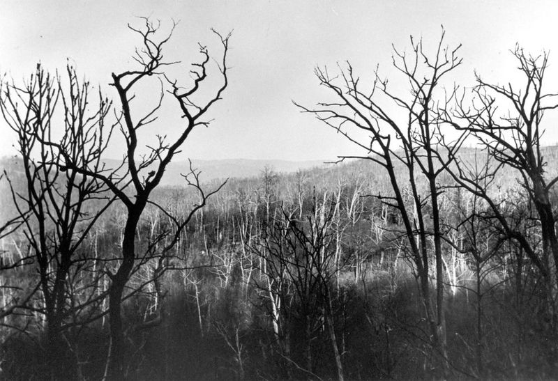 Billions Of Trees Were Lost In Just A Few Decades