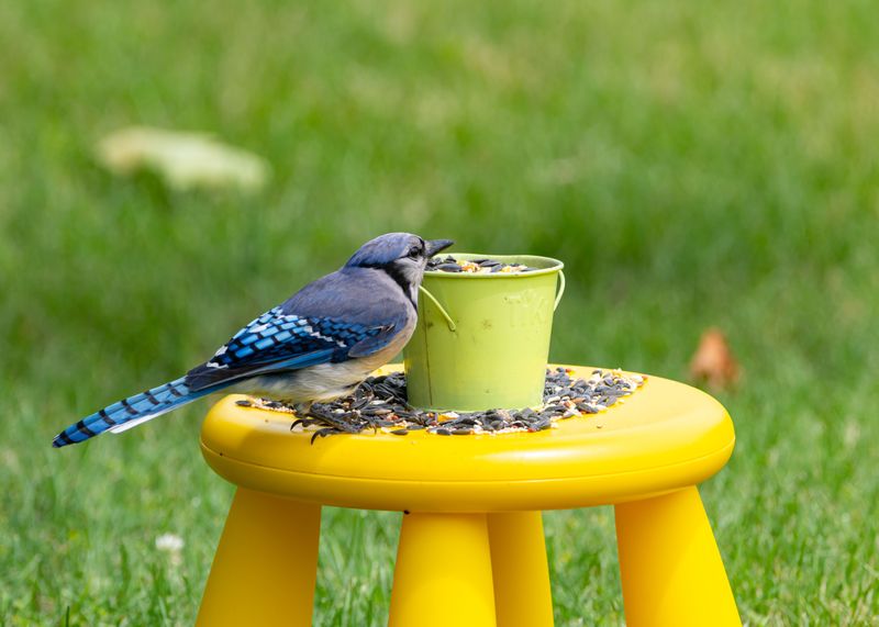 Bird Feeders And Garden Leftovers Are Easy Meals Bird Feeders And Garden Leftovers Are Easy Meals