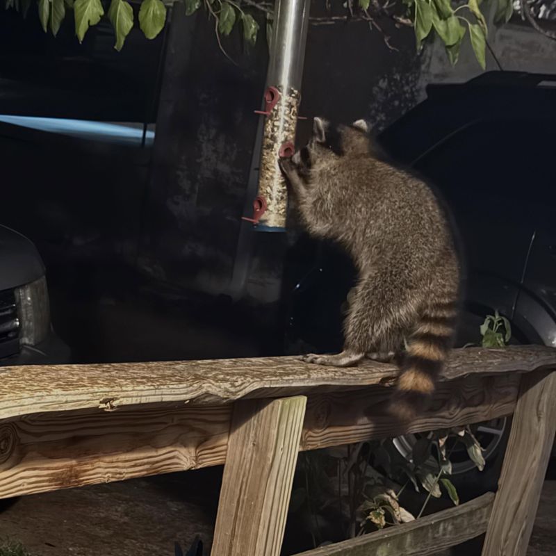 Bird Feeders Are Pulling It In Bird Feeders Are Pulling It In