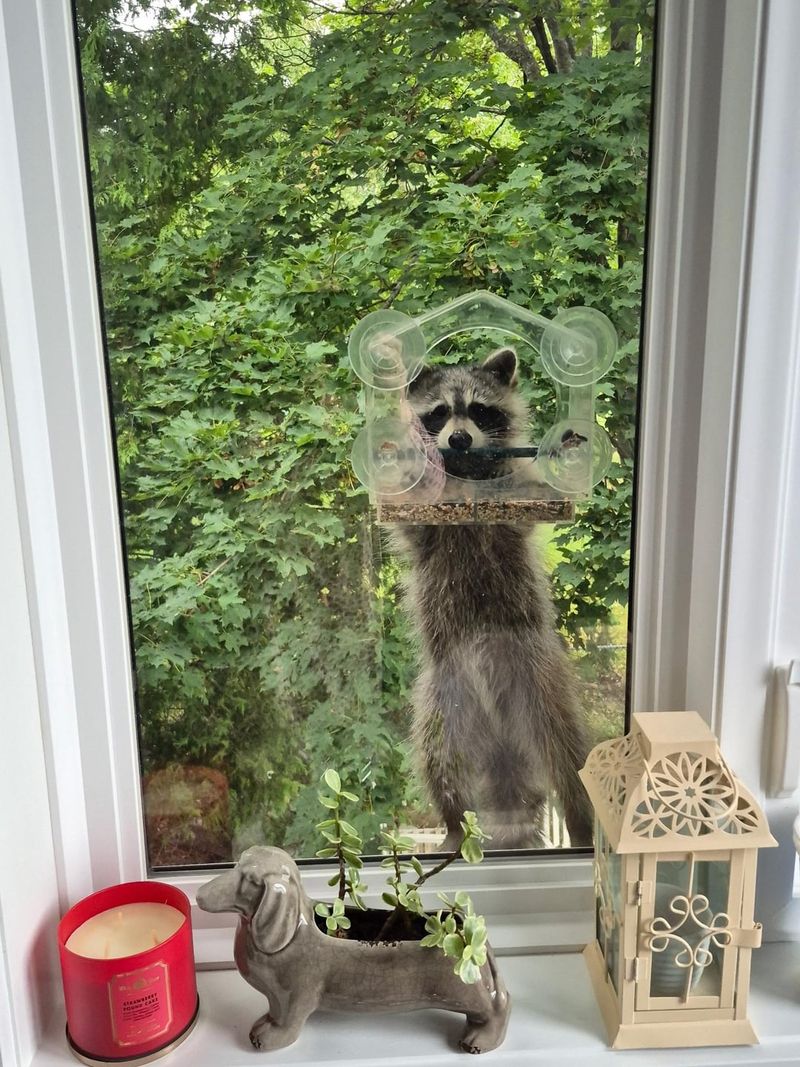 Bird Feeders Spill Seed On The Ground